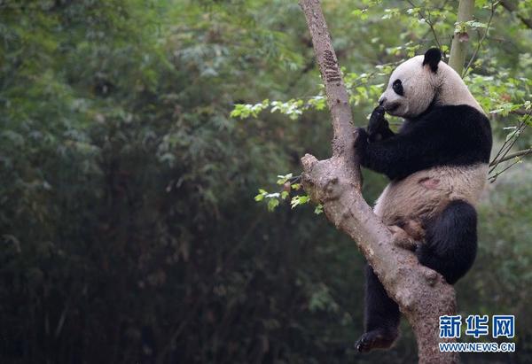澳门四不像正版资料大全凤凰,最佳精选解释落实