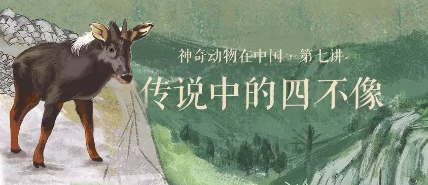 今天必中四不像图,文明解释解析落实