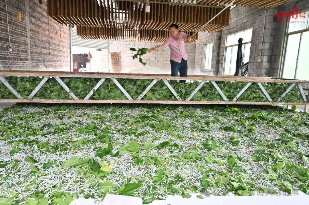 澳门最精准正最精准龙门蚕,精选解释解析落实