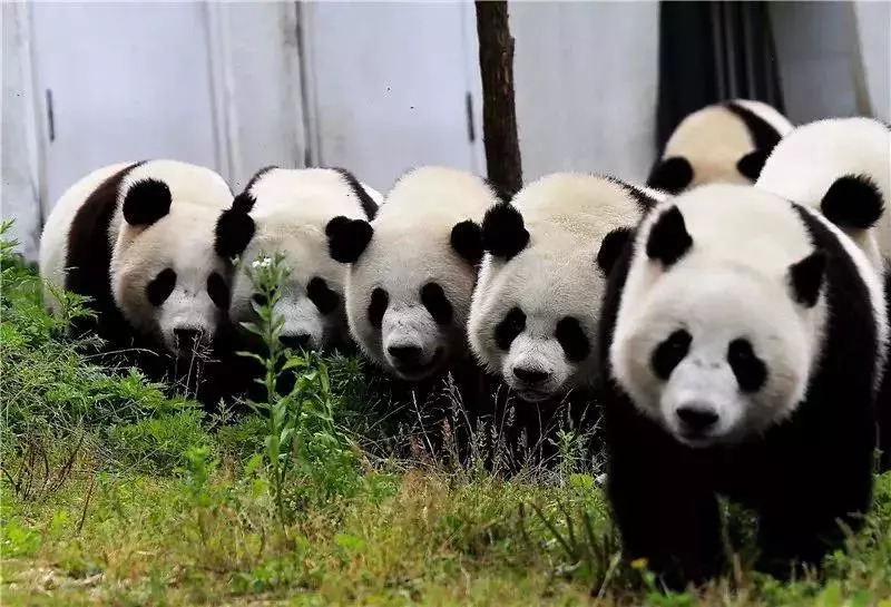 澳门一码一肖一待一中四不像,精选资料解析大全