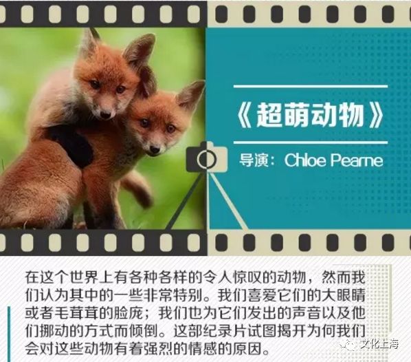 今晚必中四不像图 今天,今晚必中四不像图，揭秘彩票背后的神秘力量与今日之机遇