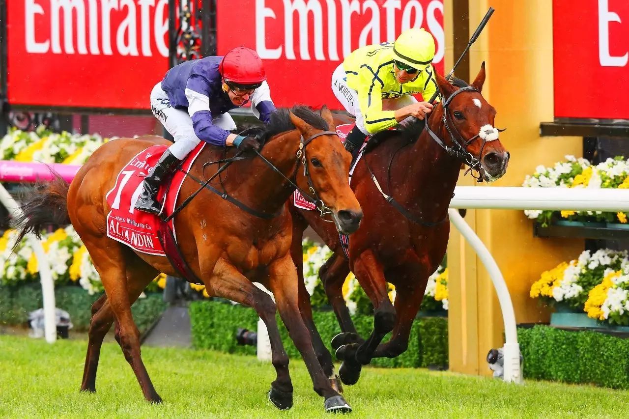 香港今晚开什么特马,香港今晚开什么特马，探索赛马文化背后的故事
